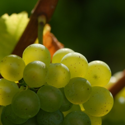 Silvaner ANT 1019